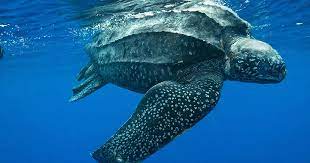 NZ’s Leatherback Turtles - Happy World Turtle Day!